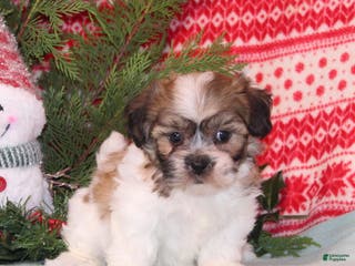 Teddy Bear dogs Xara - Ad 37