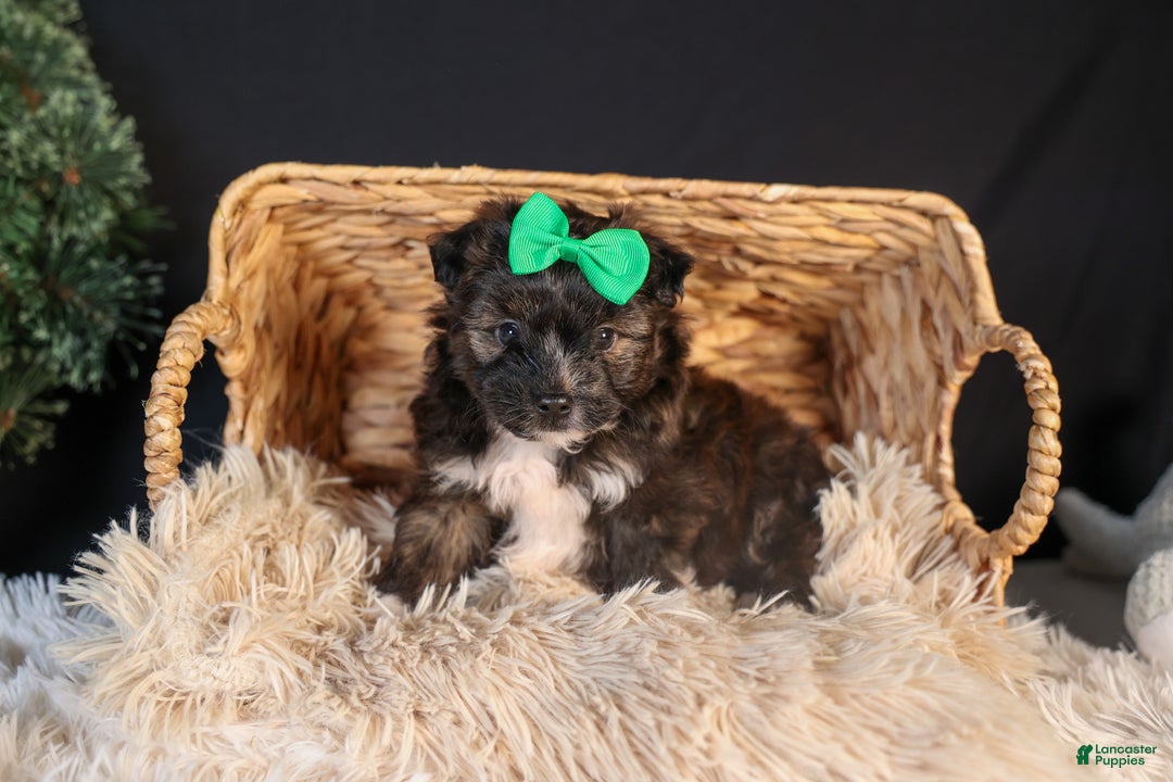 Mini Aussiedoodle dogs for sale: Gary - Ad 8