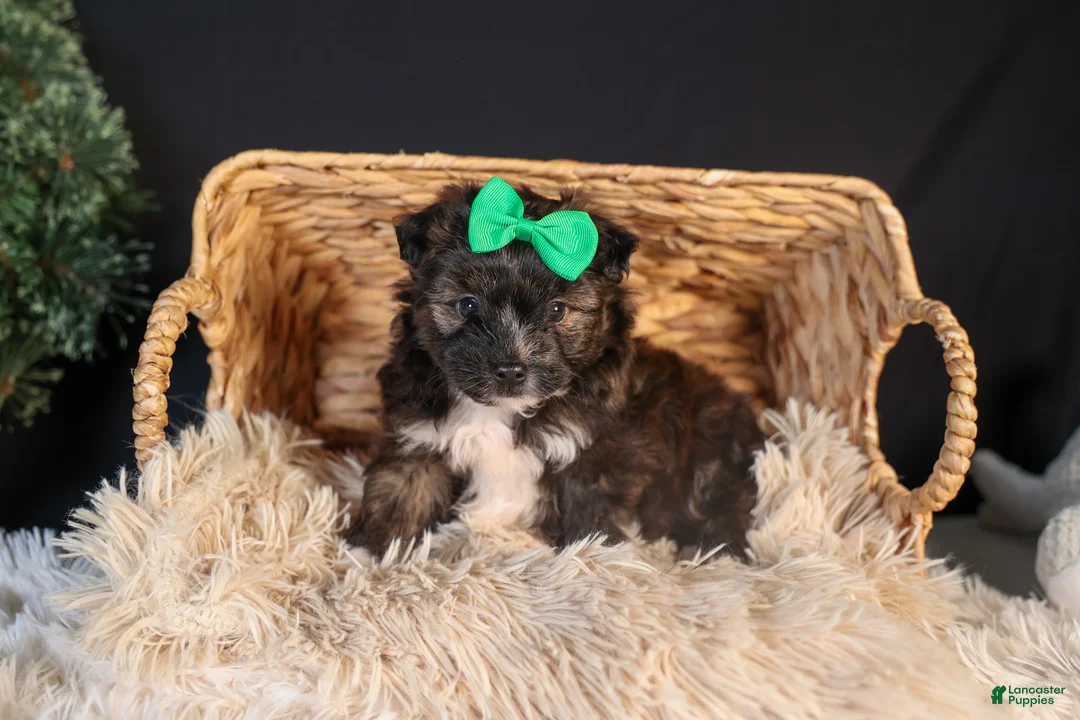 Mini Aussiedoodle dogs for sale: Gary - Ad 2