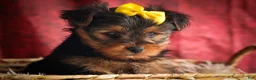 Yorkshire Terrier dogs for sale: DIESEL - Ad 7