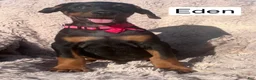Doberman Pinscher dogs for sale: Eden - Ad 2