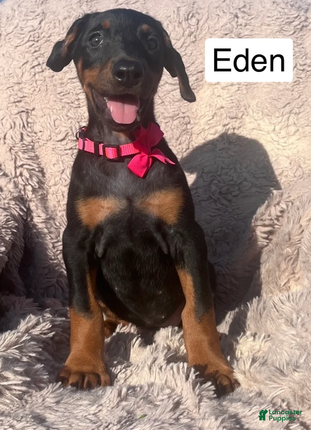 Doberman Pinscher dogs for sale: Eden - Ad 2