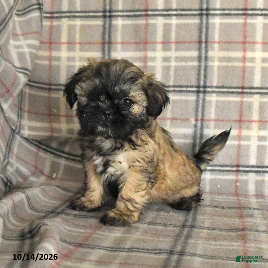 Shih Tzu dogs for sale: Twix - Ad 2
