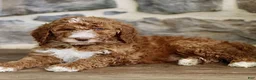 Goldendoodle dogs for sale: Joy  - Ad 3