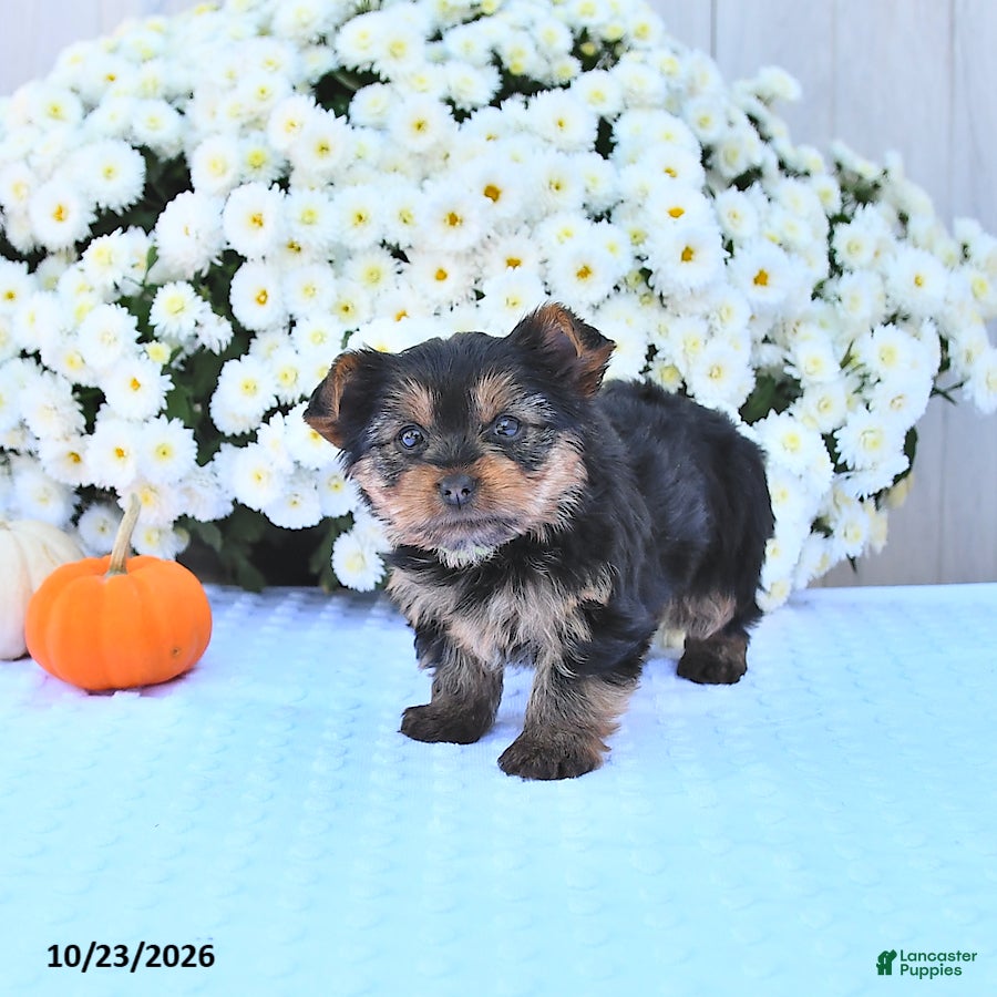 Yorkshire Terrier dogs for sale: Sophia - Ad 2