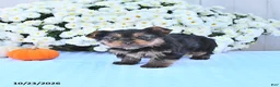 Yorkshire Terrier dogs for sale: Sophia - Ad 2