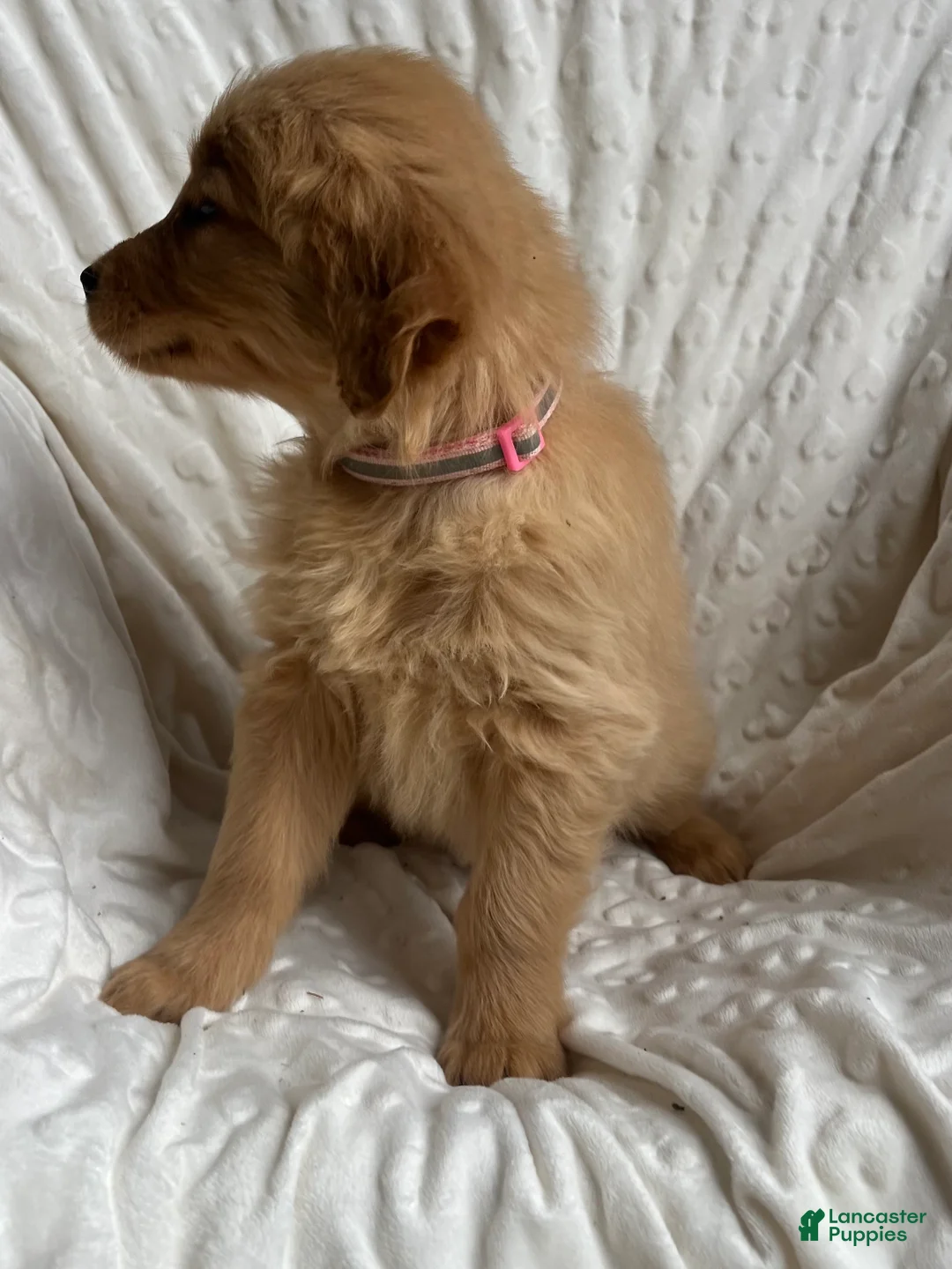 Golden Retriever dogs for sale: Golden Retriever Puppy 8 - Ad 2