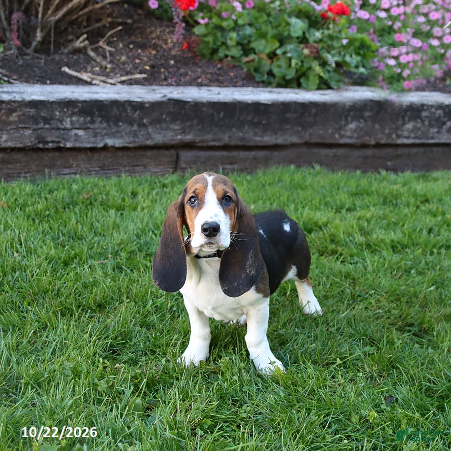 Basset Hound dogs for sale: Clyde - Ad 2