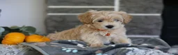 Maltipoo dogs for sale: Mochi - Ad 11