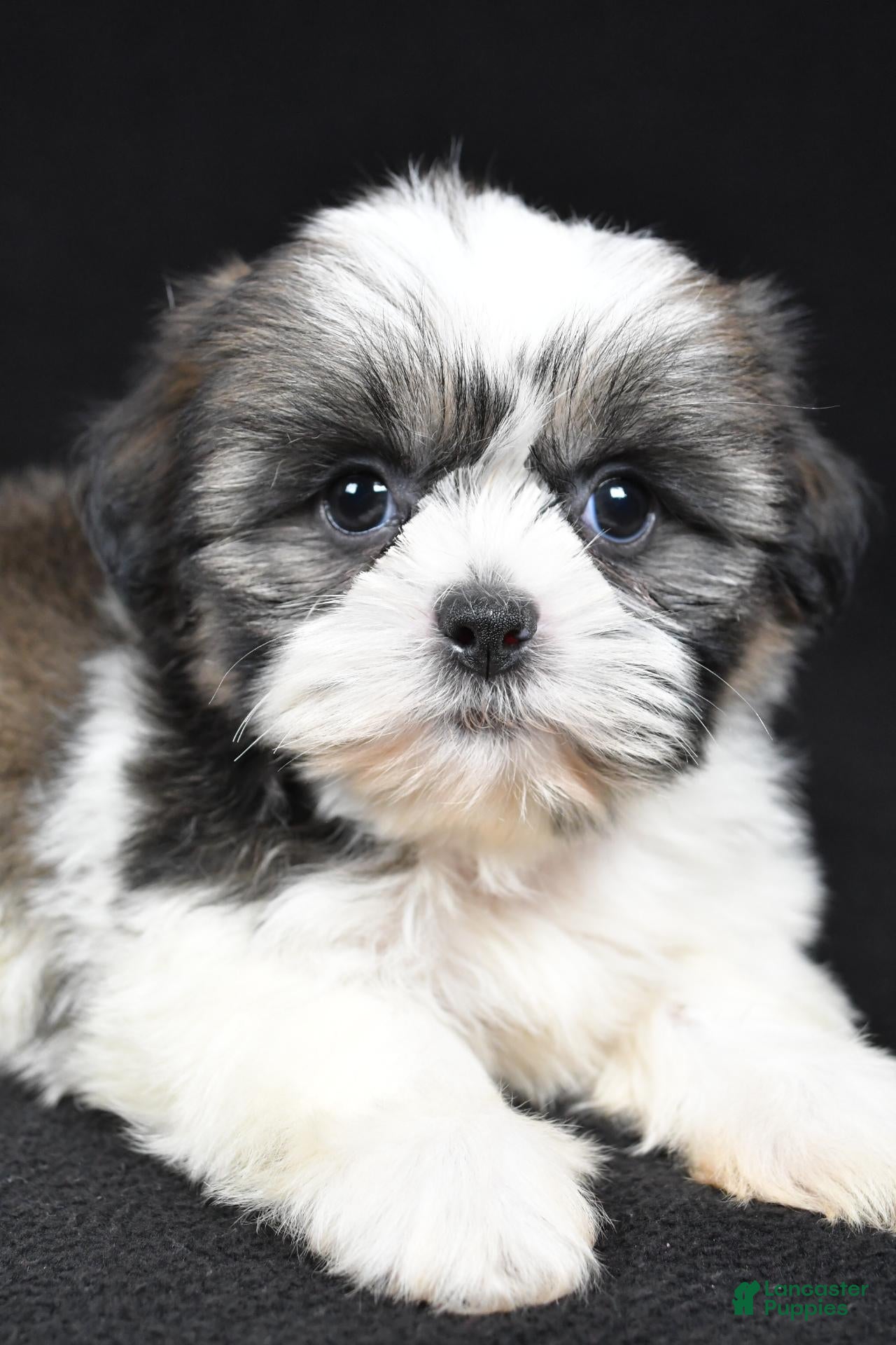 Shih Tzu dogs Gina - Ad 2