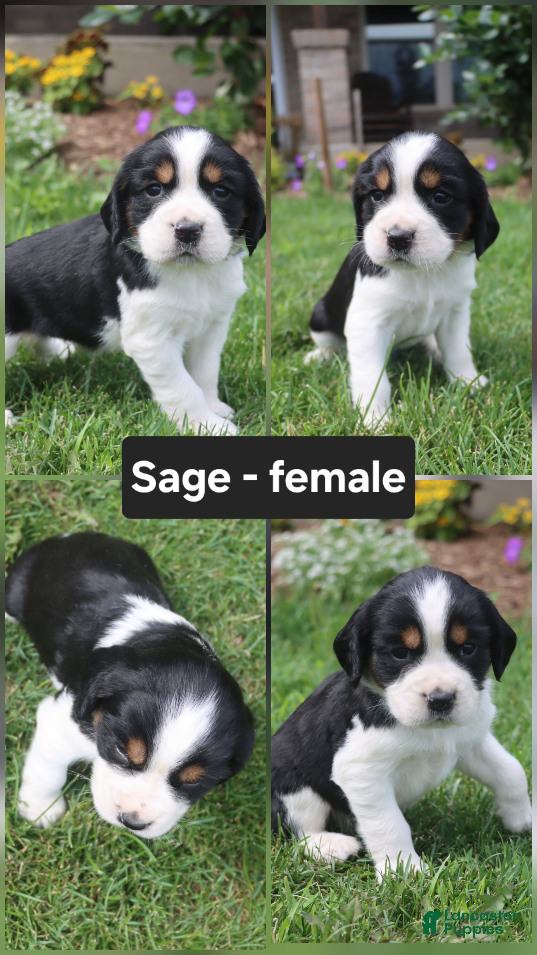 English Springer Spaniel dogs Sage  - Ad 27