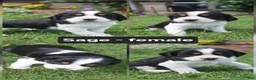 English Springer Spaniel dogs for sale: Sage  - Ad 1