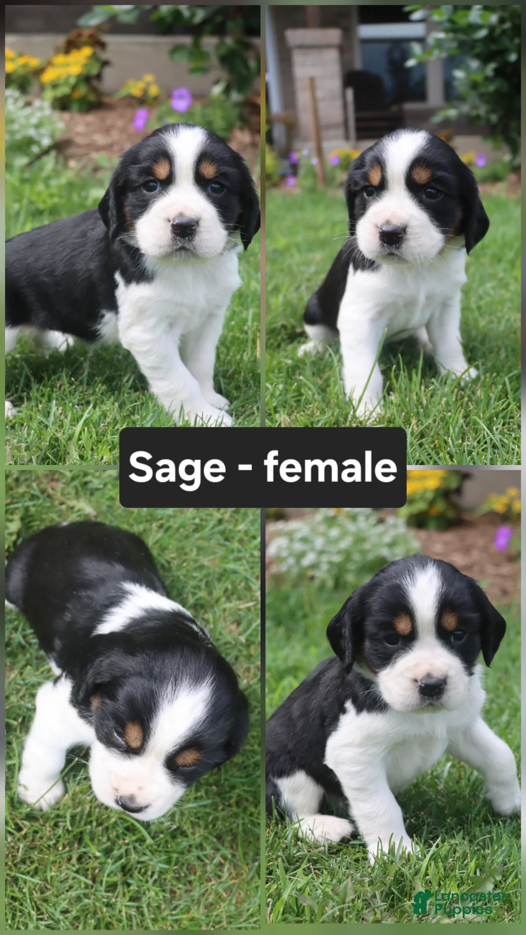 English Springer Spaniel dogs for sale: Sage  - Ad 1