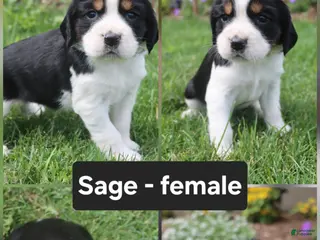 English Springer Spaniel dogs Sage - Ad 27