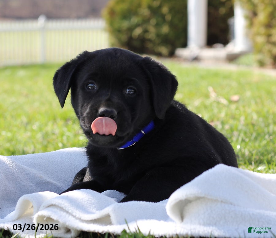 Labrador Retriever dogs Benji - Ad 2