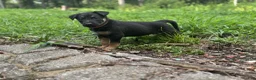 German Shepherd dogs for sale: Red - Ad 1