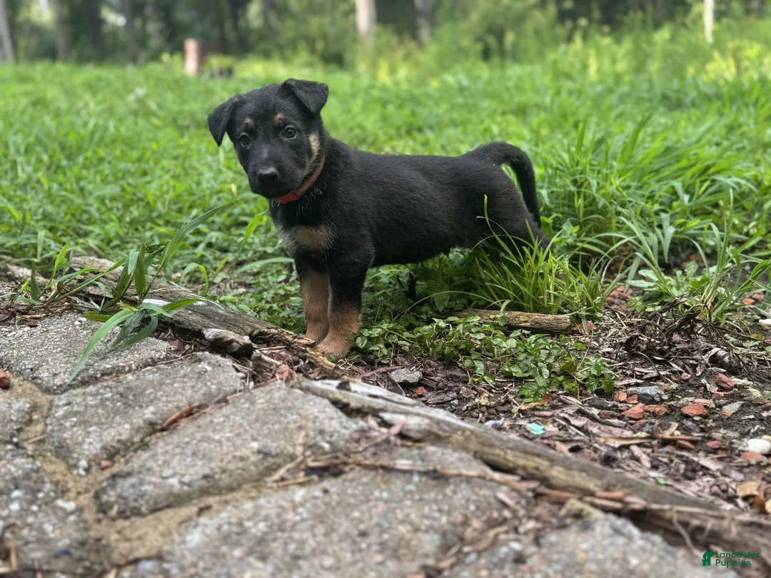 German Shepherd dogs for sale: Red - Ad 1