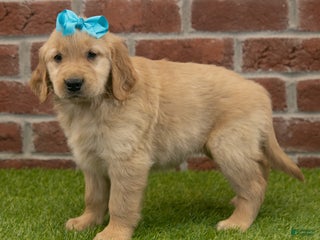 Golden Retriever dogs - Ad 12