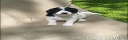 Mixed Breed dogs for sale: Strudel - Ad 2