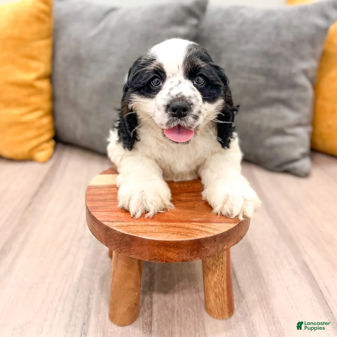 Cocker Spaniel dogs for sale: Emmet - Ad 2