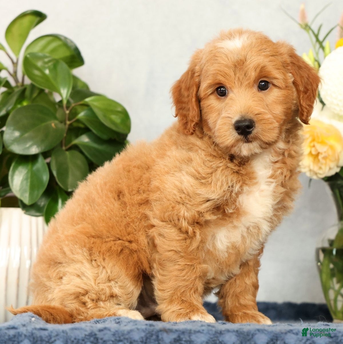 Mini Goldendoodle dogs Onyx - Ad 2