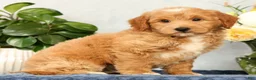 Mini Goldendoodle dogs for sale: Onyx - Ad 2