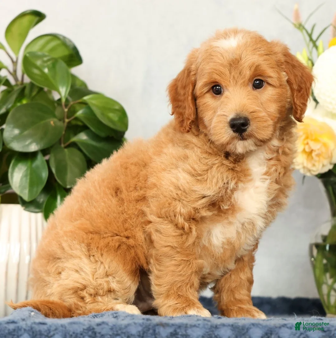 Mini Goldendoodle dogs for sale: Onyx - Ad 2