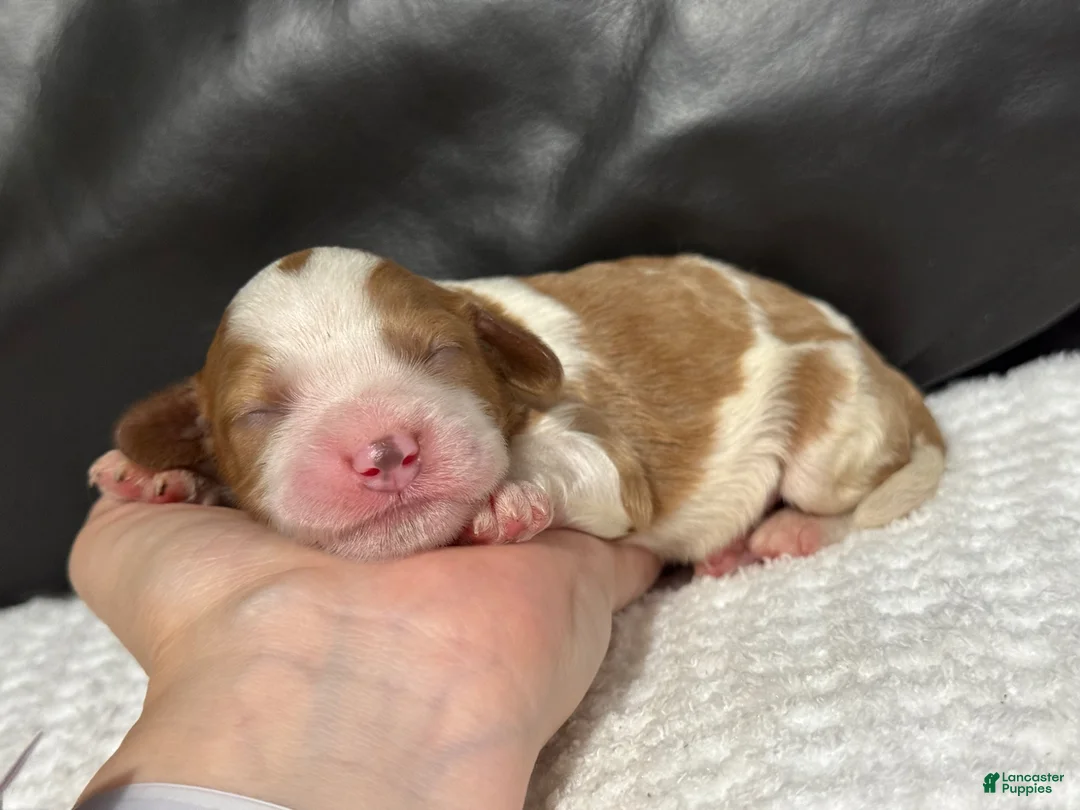 Cavapoo dogs for sale: Milo - Ad 2