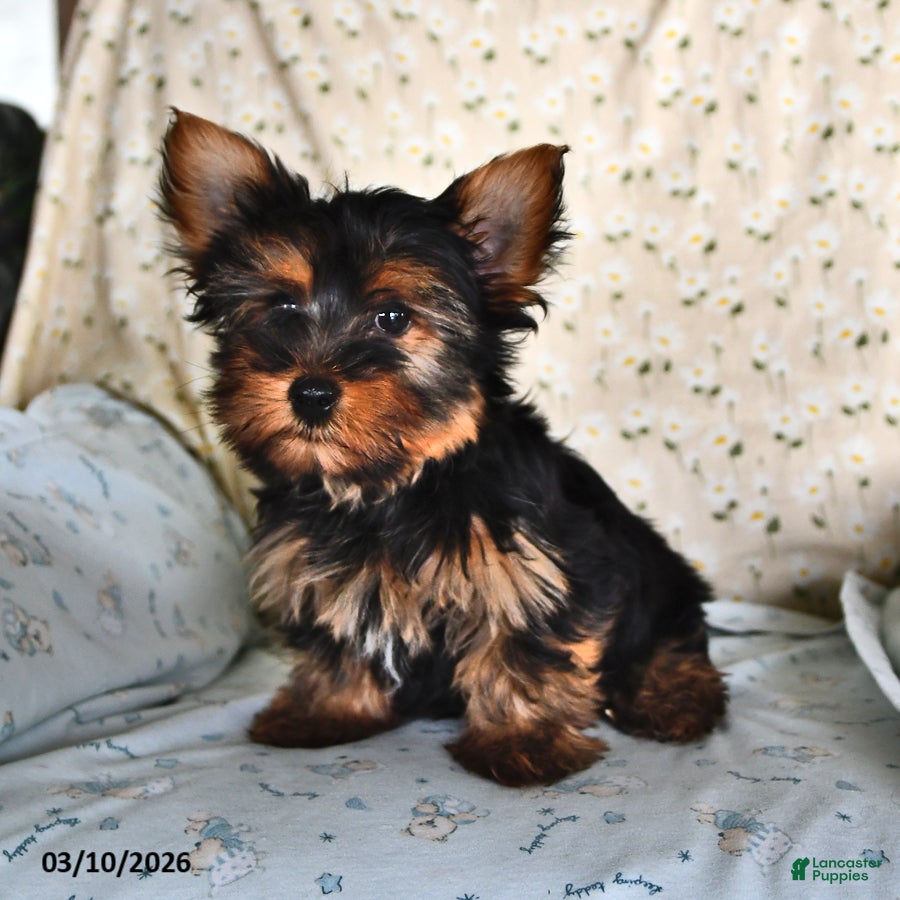 Yorkshire Terrier dogs Ranger - Ad 2