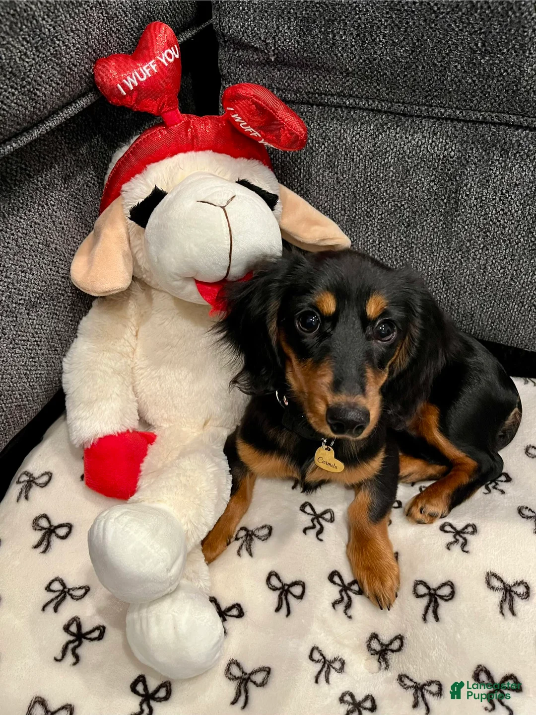 Miniature Dachshund dogs for sale: Miniature Dachshund Puppy 1 - Ad 1