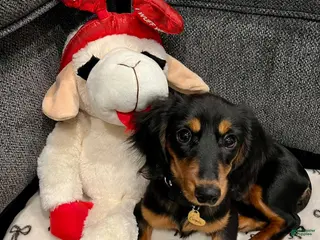 Miniature Dachshund dogs Miniature Dachshund Puppy 1 - Ad 24