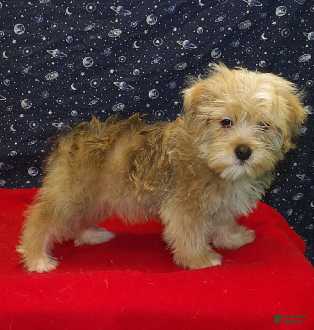 Morkie dogs for sale:  Fernando - Ad 5