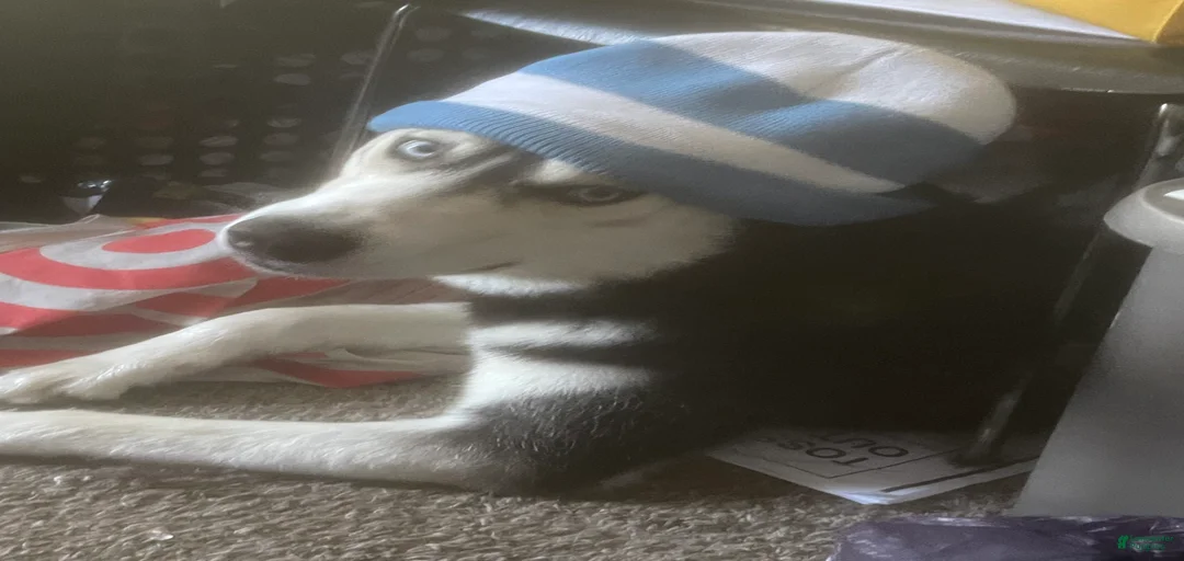 Gallery Image {{count}}