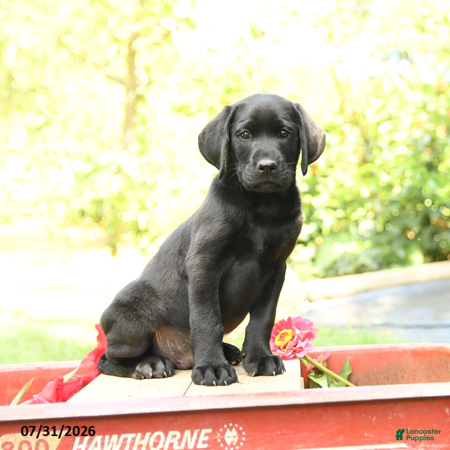 Labrador Retriever dogs Bronco - Ad 2