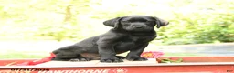 Labrador Retriever dogs for sale: Bronco - Ad 2
