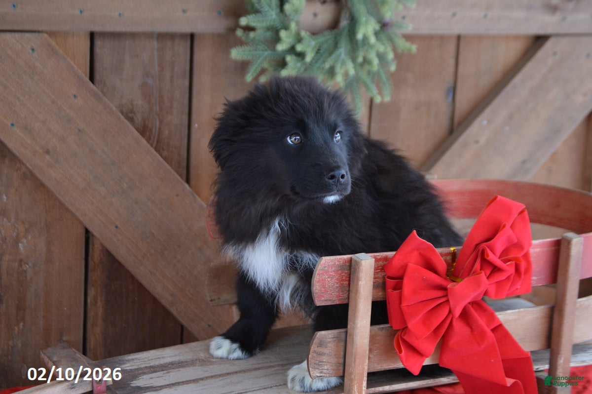 Mixed Breed dogs Ollie - Ad 2