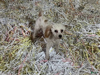 Miniature Poodle dogs Miniature Poodle Puppy 2 - Ad 28