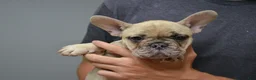 French Bulldog dogs for sale: French Bulldog 3 - Ad 5