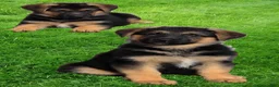 German Shepherd dogs for sale: RITA 🐾 - Ad 5