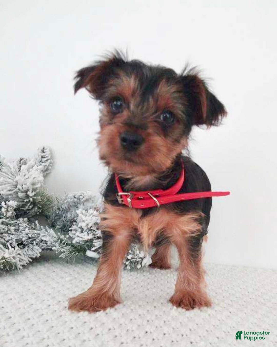 Yorkshire Terrier dogs for sale: Jerry - Ad 6