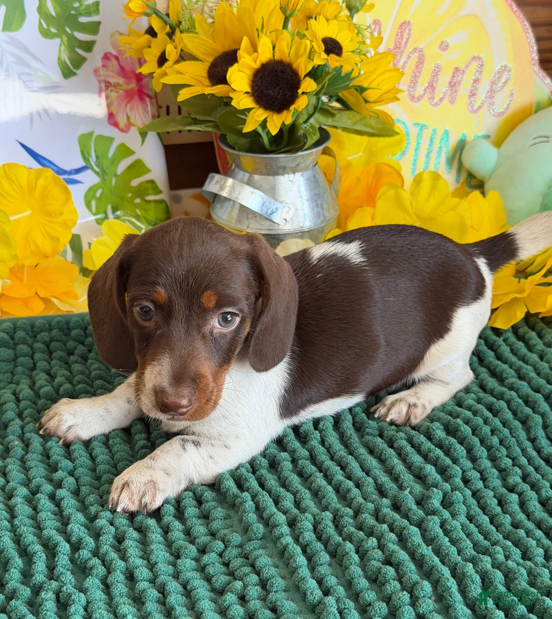 Miniature Dachshund dogs for sale: John - Ad 2