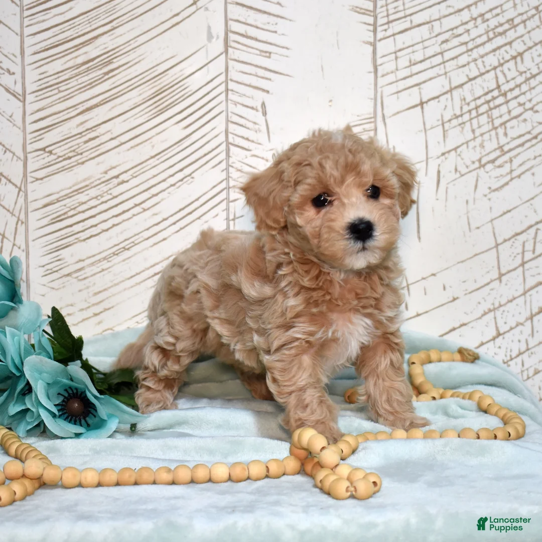 Bichpoo dogs for sale: Clover - Ad 2