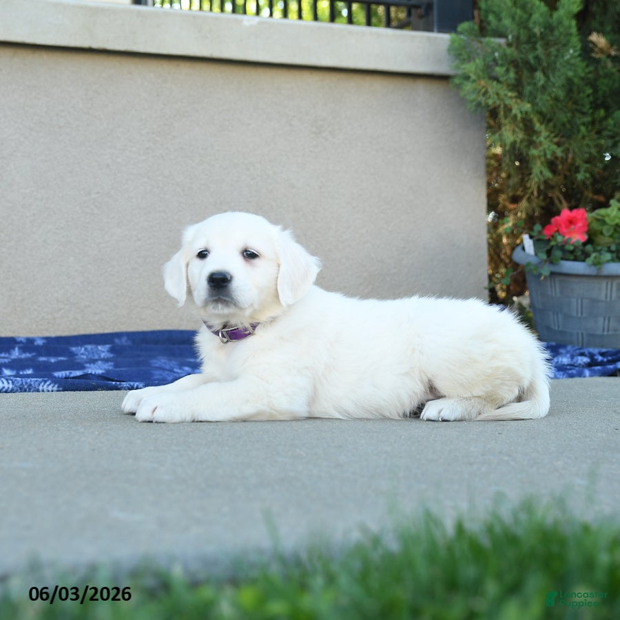Golden Retriever dogs for sale: Fable - Ad 3