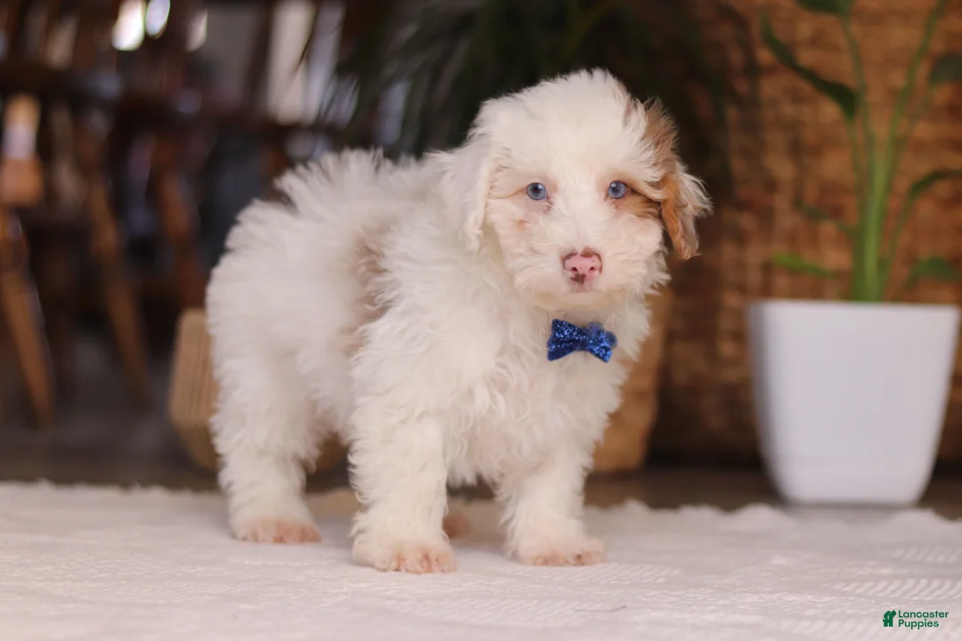 Yorkiepoo dogs for sale: Maxime - Ad 2