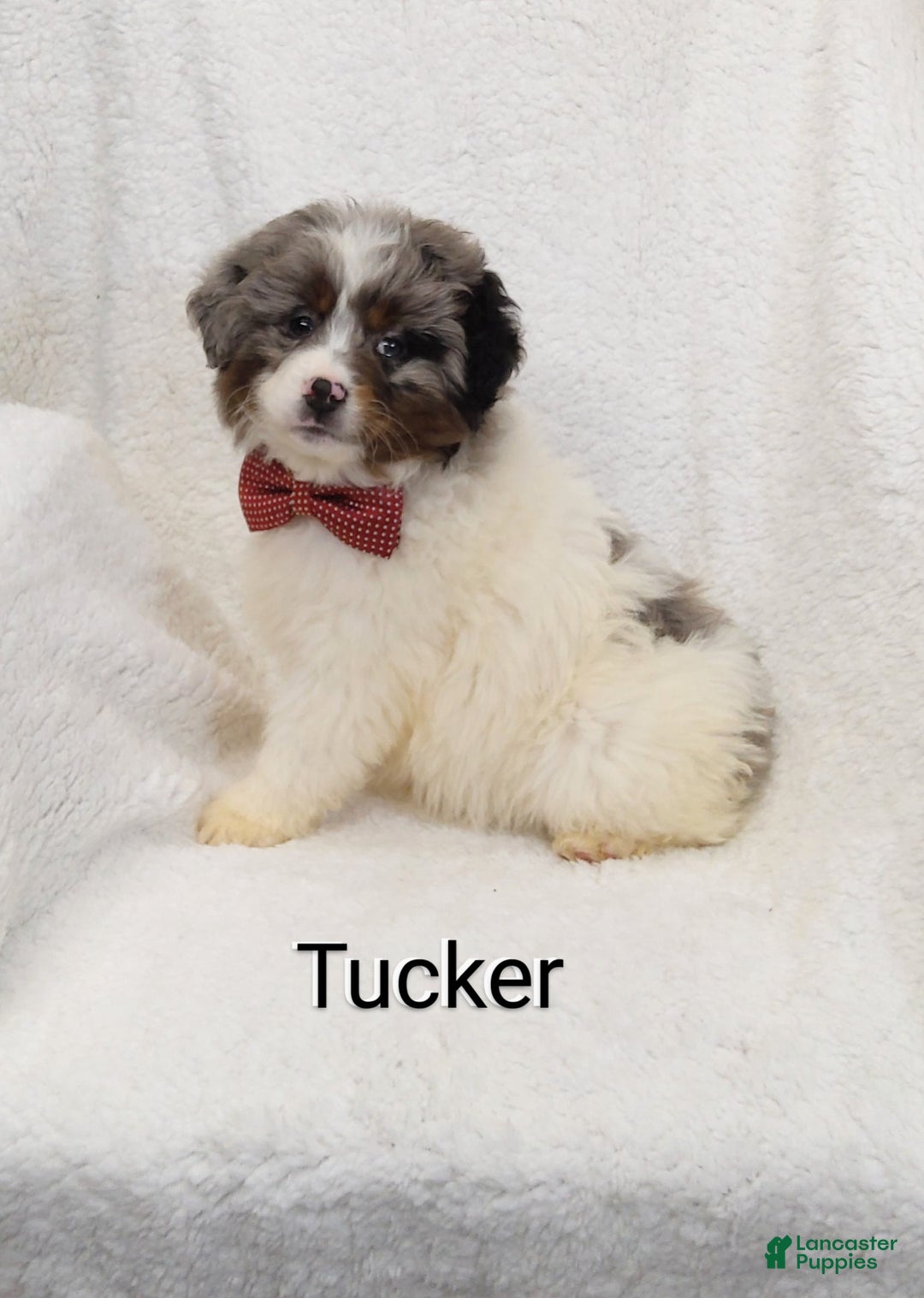 Mini Bernedoodle dogs for sale:  Tucker  - Ad 5