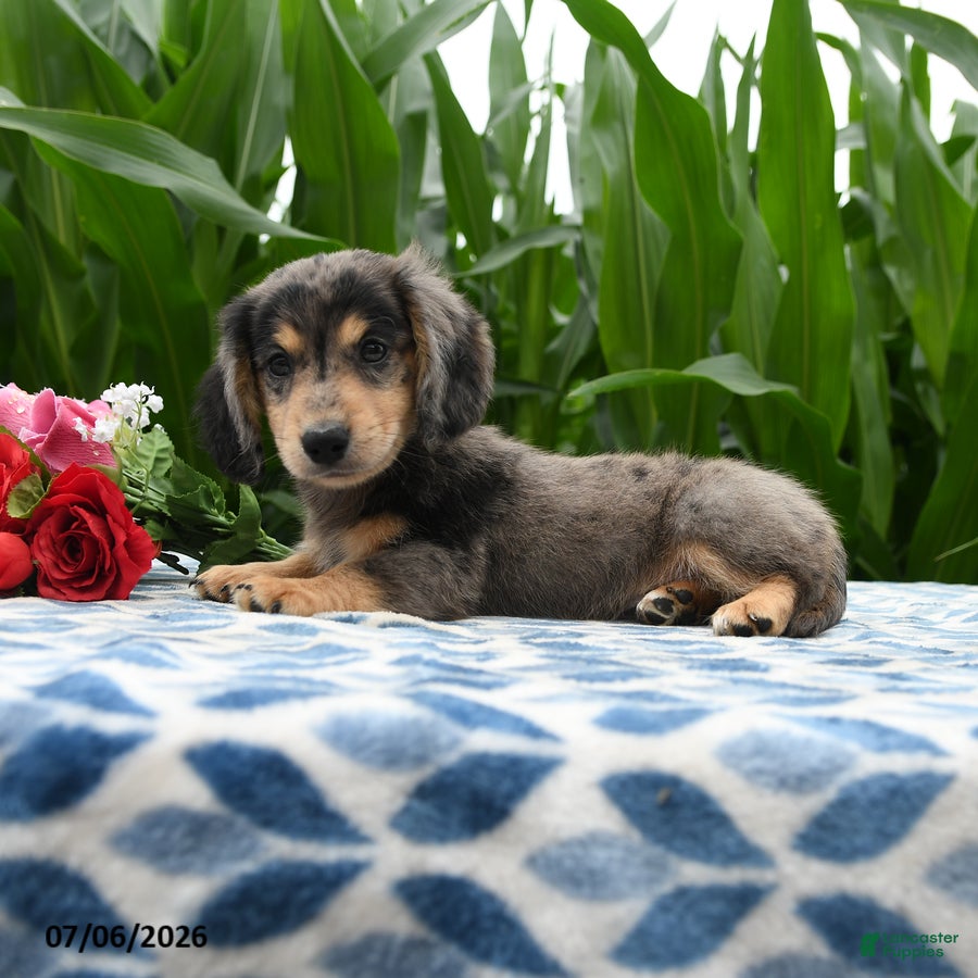 Miniature Dachshund dogs Mocha - Ad 2
