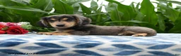 Miniature Dachshund dogs for sale: Mocha - Ad 2