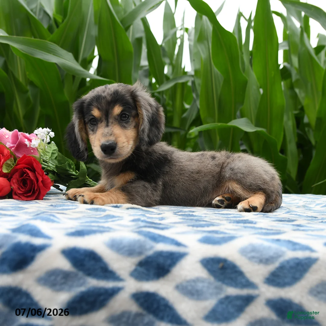 Miniature Dachshund dogs for sale: Mocha - Ad 2