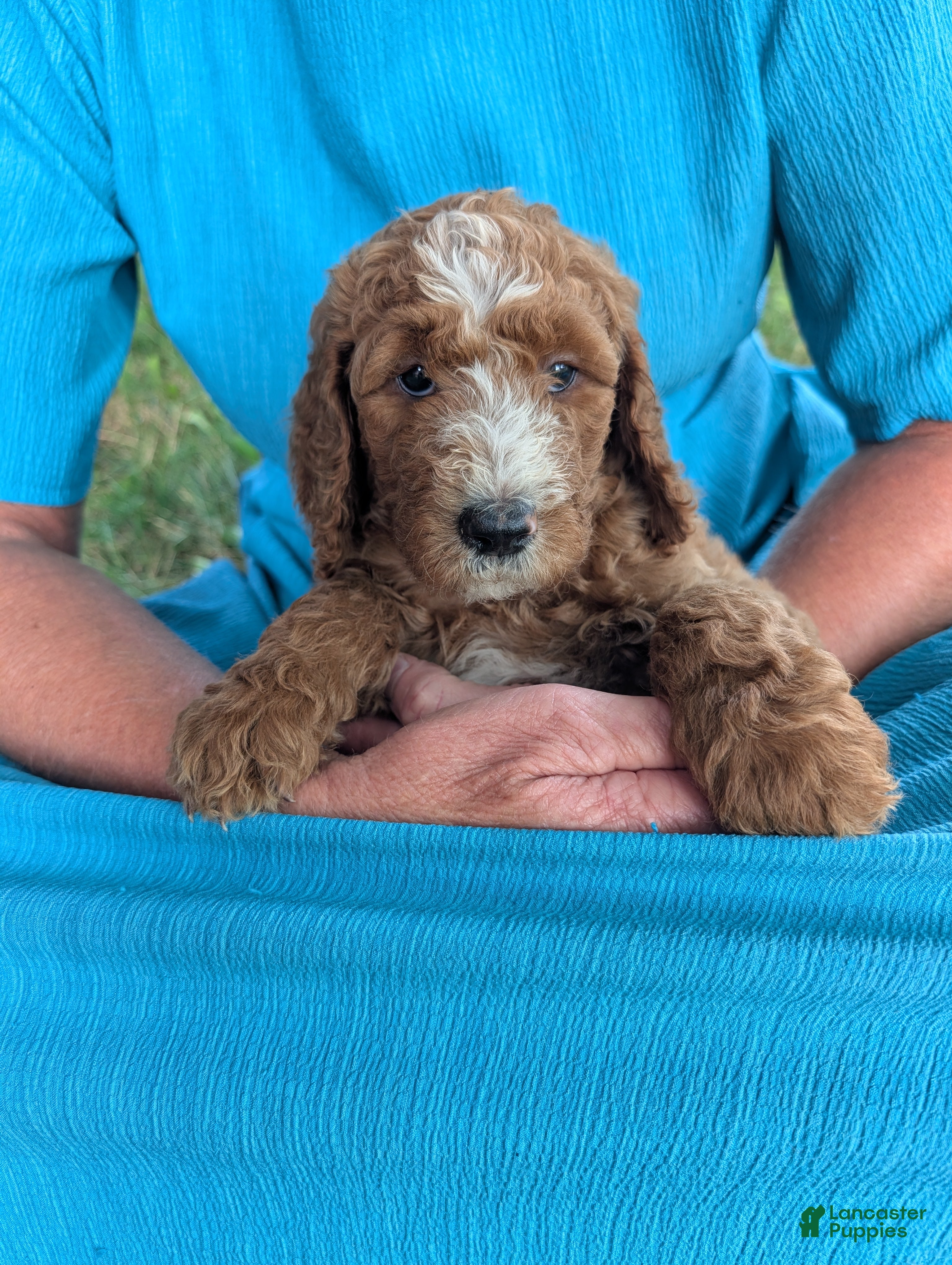 Goldendoodle dogs Suzy - Ad 1