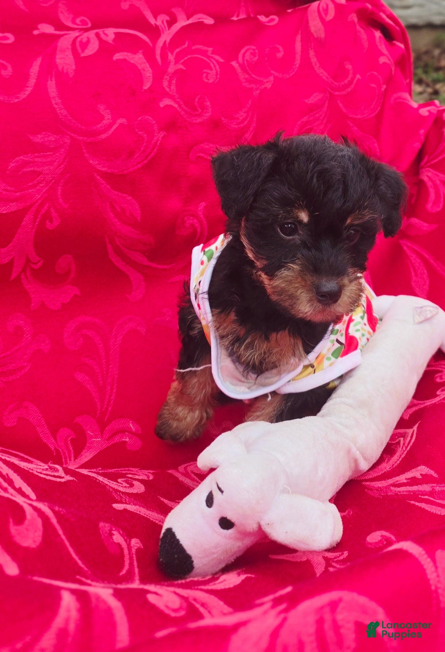 Yorkshire Terrier dogs for sale: Fluffy - Ad 2